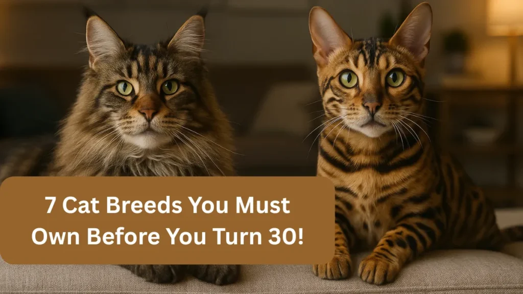 7 Cat Breeds You Must Own Before You Turn 30!