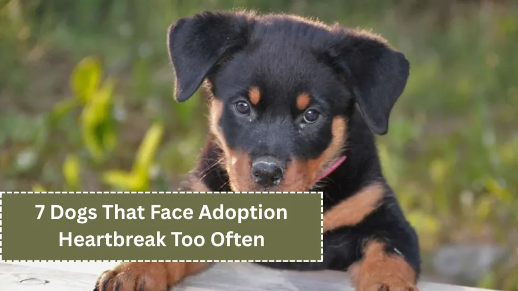 7 Dogs That Face Adoption Heartbreak Too Often
