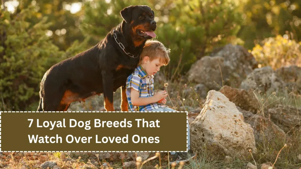 7 Loyal Dog Breeds That Watch Over Loved Ones
