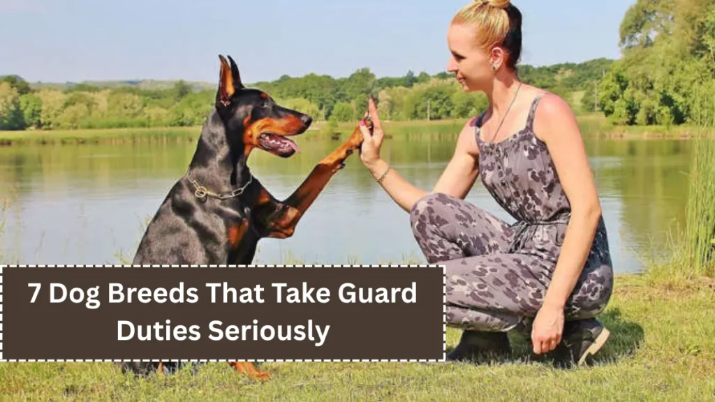 7 Dog Breeds That Take Guard Duties Seriously