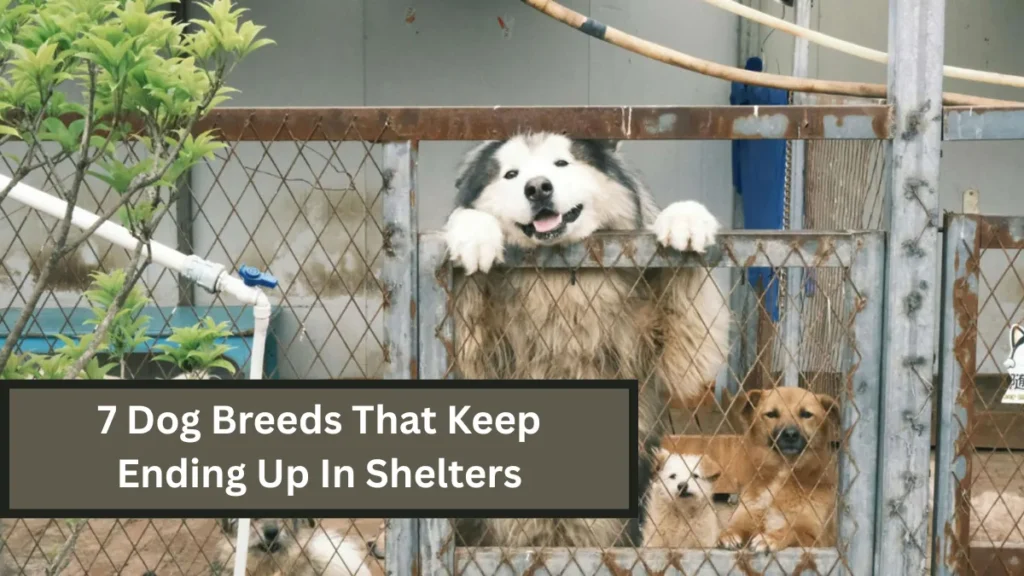 7 Dog Breeds That Keep Ending Up In Shelters