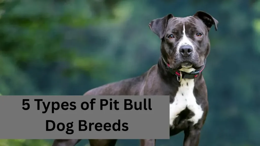 5 Types of Pit Bull Dog Breeds