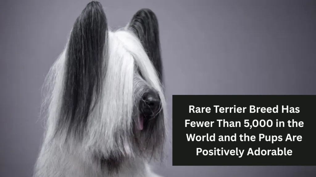 Rare Terrier Breed Has Fewer Than 5,000 in the World and the Pups Are Positively Adorable