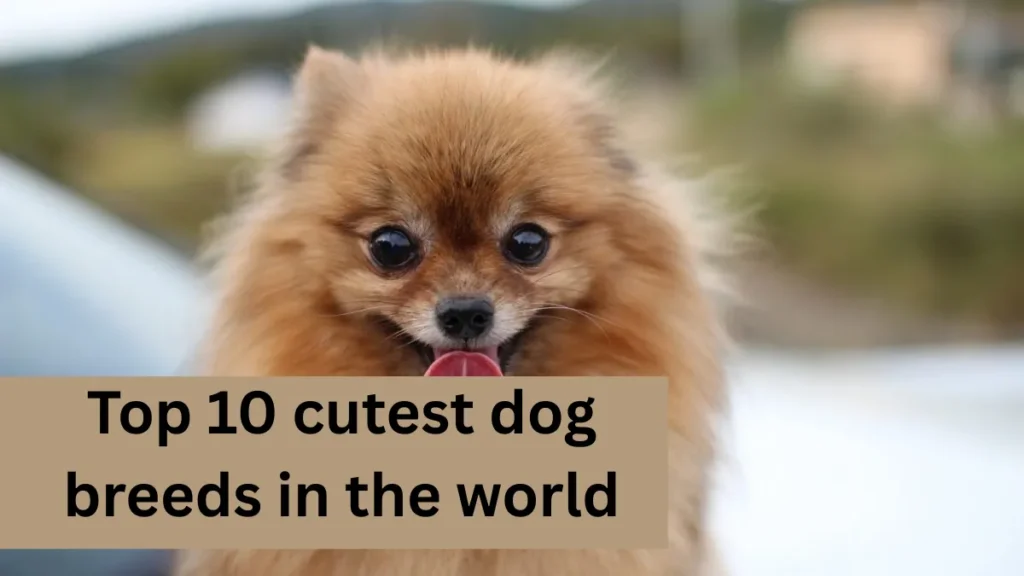 Top 10 cutest dog breeds in the world