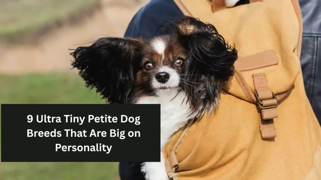 9 Ultra Tiny Petite Dog Breeds That Are Big on Personality