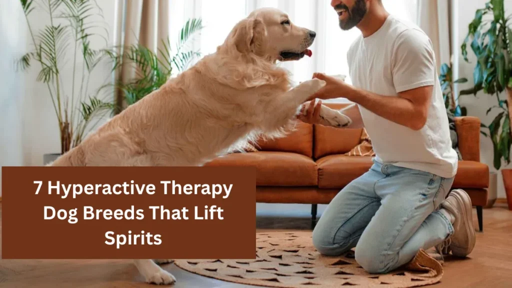 7 Hyperactive Therapy Dog Breeds That Lift Spirits
