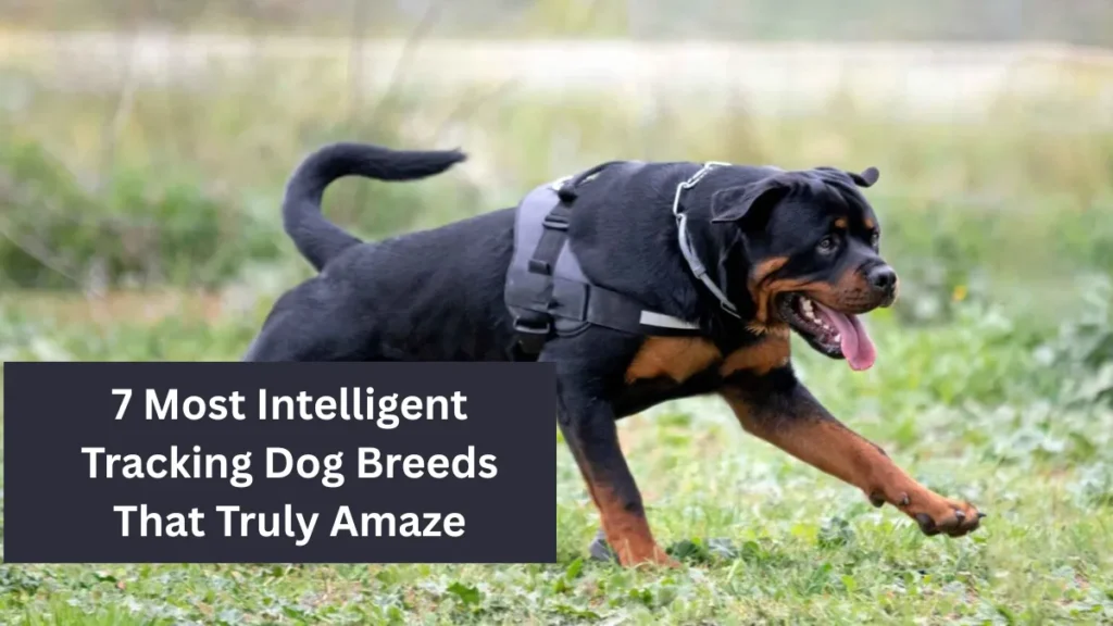 7 Most Intelligent Tracking Dog Breeds That Truly Amaze