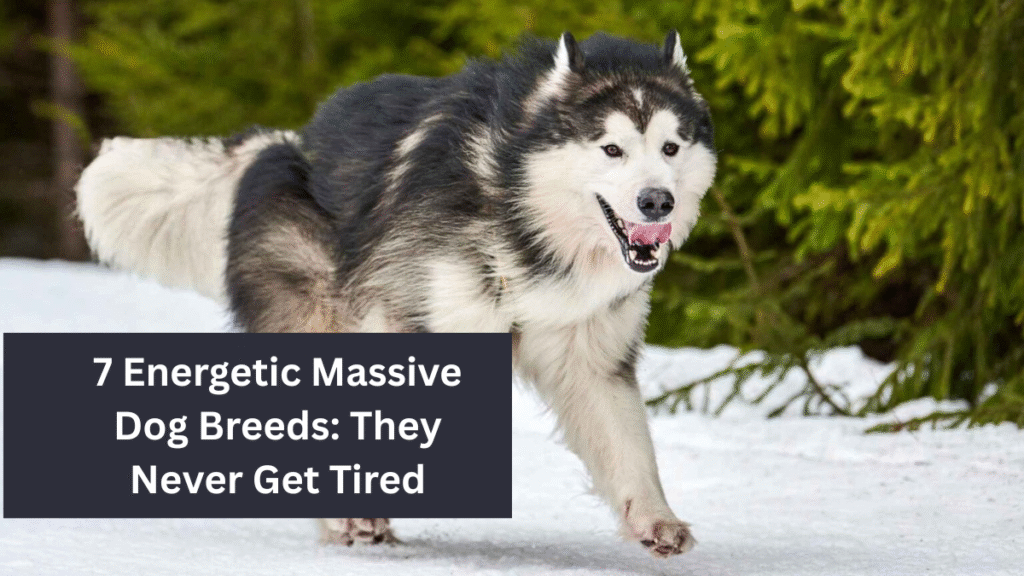 7 Energetic Massive Dog Breeds: They Never Get Tired