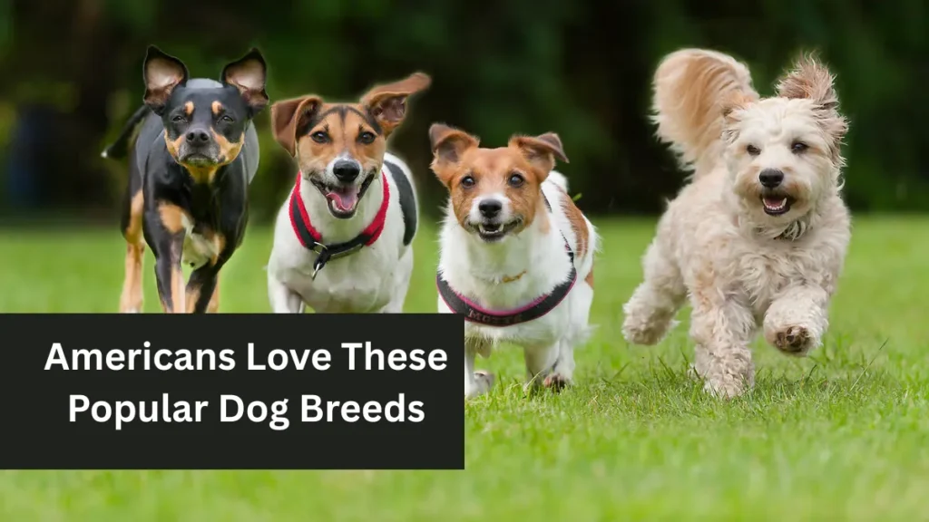 Americans Love These Popular Dog Breeds