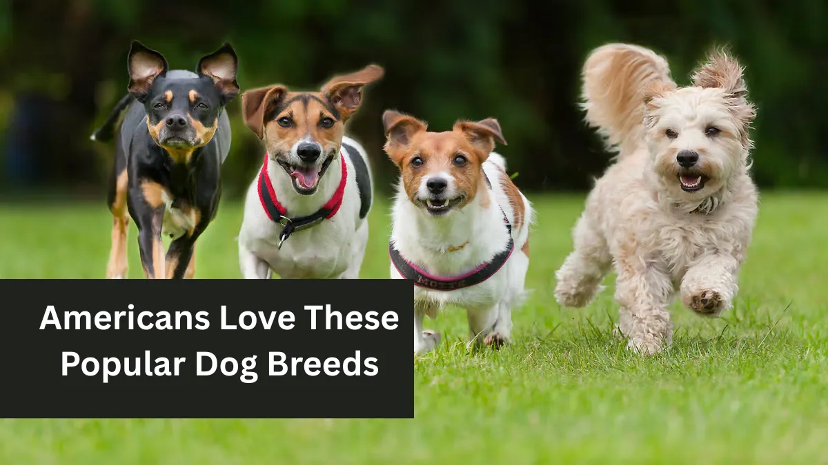 Americans Love These Popular Dog Breeds