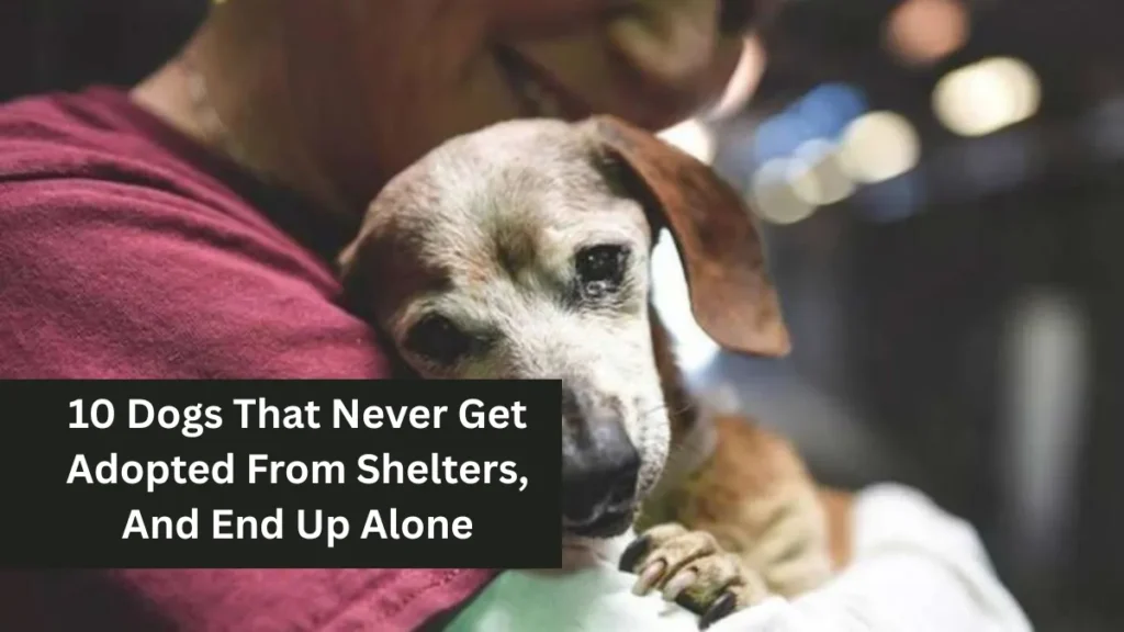 10 Dogs That Never Get Adopted From Shelters, And End Up Alone