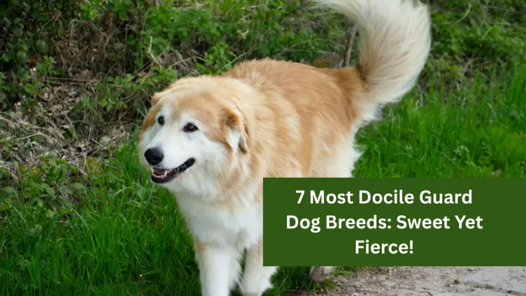 7 Most Docile Guard Dog Breeds: Sweet Yet Fierce!