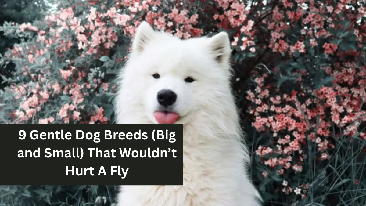 9 Gentle Dog Breeds (Big and Small) That Wouldn’t Hurt A Fly