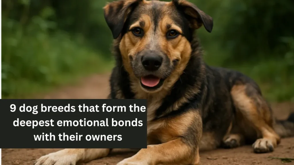 9 dog breeds that form the deepest emotional bonds with their owners
