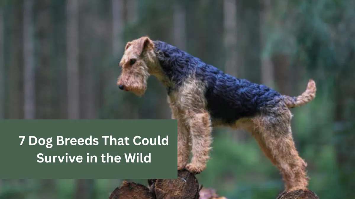7 Dog Breeds That Could Survive in the Wild