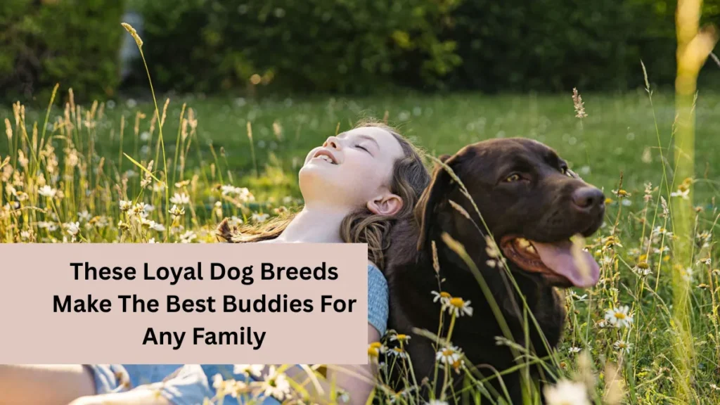 These Loyal Dog Breeds Make The Best Buddies For Any Family
