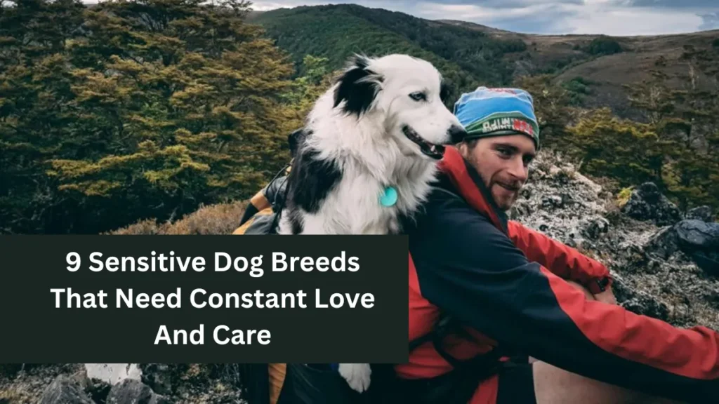9 Sensitive Dog Breeds That Need Constant Love And Care