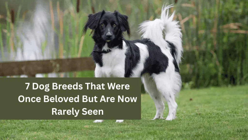 7 Dog Breeds That Were Once Beloved But Are Now Rarely Seen