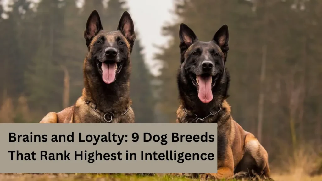 Brains and Loyalty: 9 Dog Breeds That Rank Highest in Intelligence