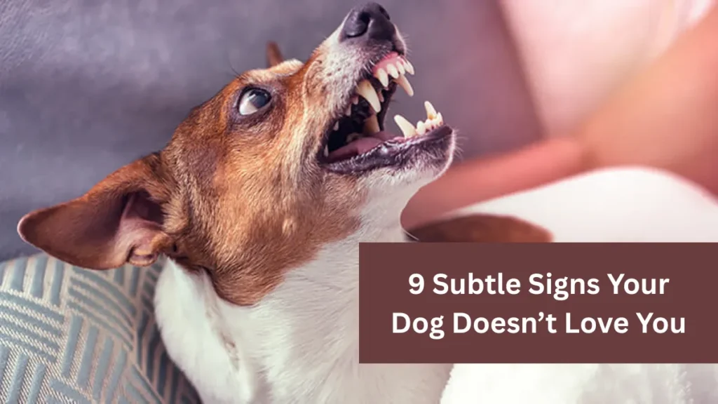 9 Subtle Signs Your Dog Doesn’t Love You