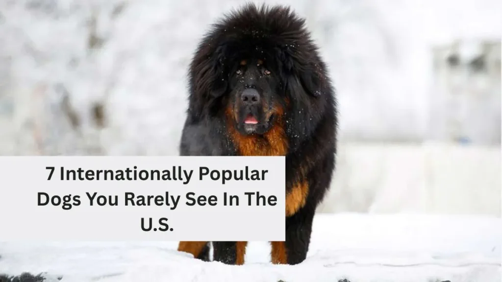7 Internationally Popular Dogs You Rarely See In The U.S.