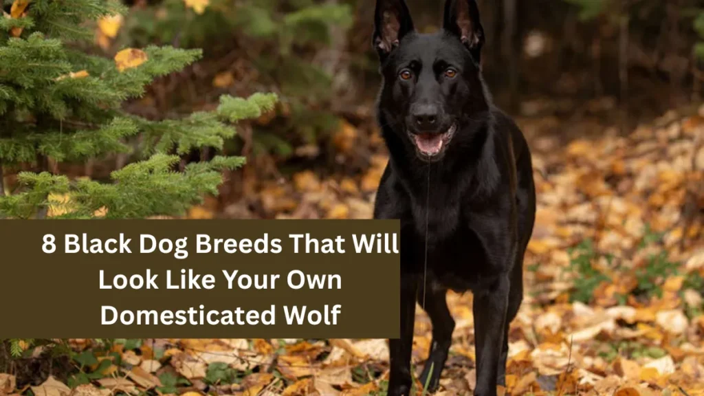 8 Black Dog Breeds That Will Look Like Your Own Domesticated Wolf