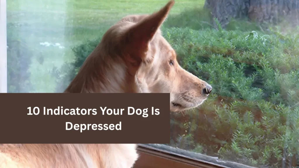 10 Indicators Your Dog Is Depressed