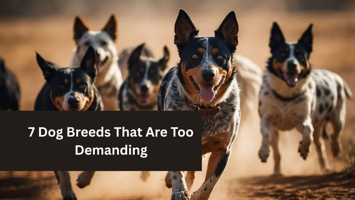 7 Dog Breeds That Are Too Demanding