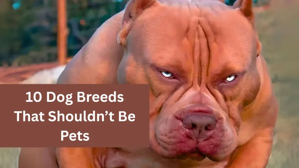 10 Dog Breeds That Shouldn’t Be Pets