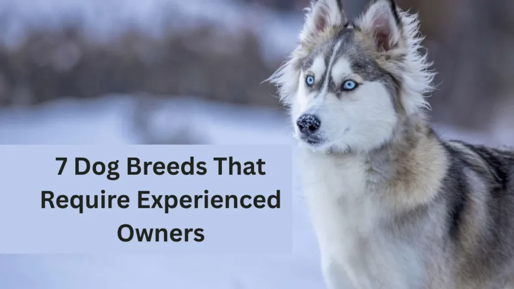 7 Dog Breeds That Require Experienced Owners