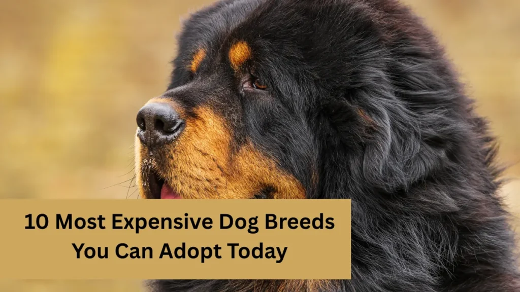 10 Most Expensive Dog Breeds You Can Adopt Today