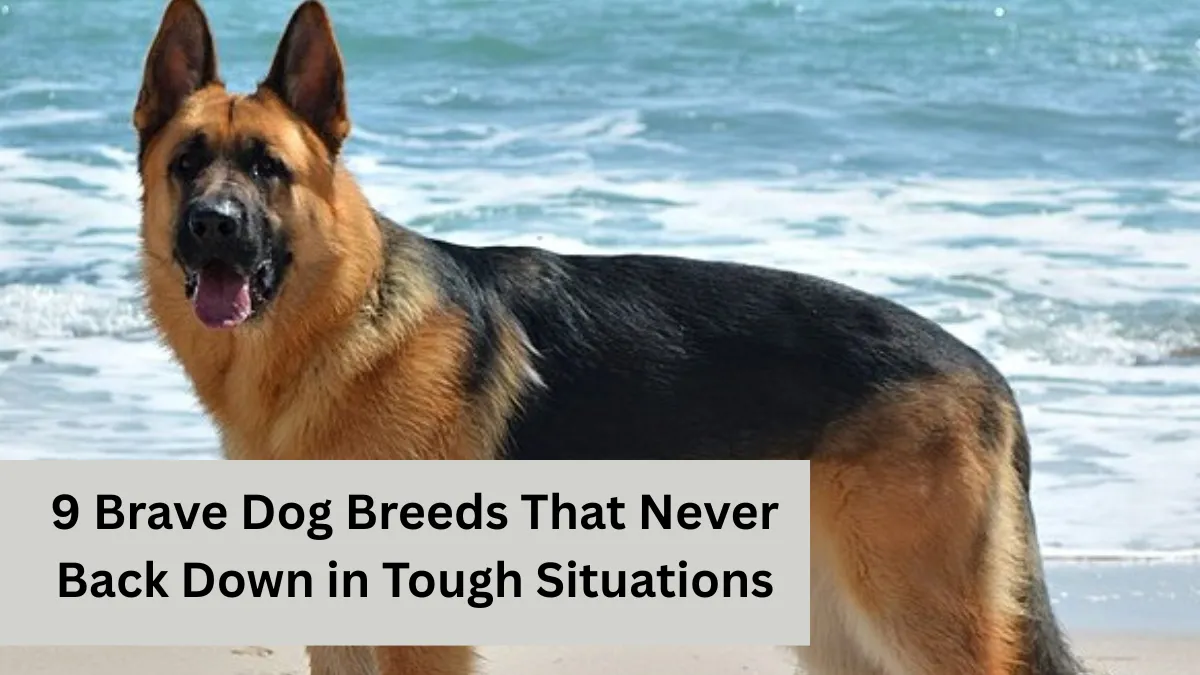 9 Brave Dog Breeds That Never Back Down in Tough Situations