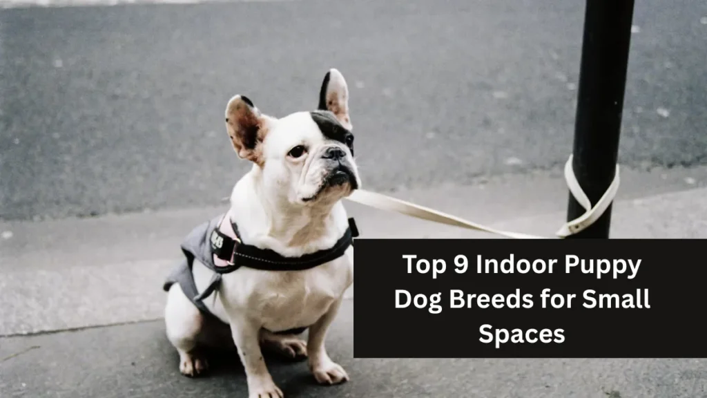 Top 9 Indoor Puppy Dog Breeds for Small Spaces