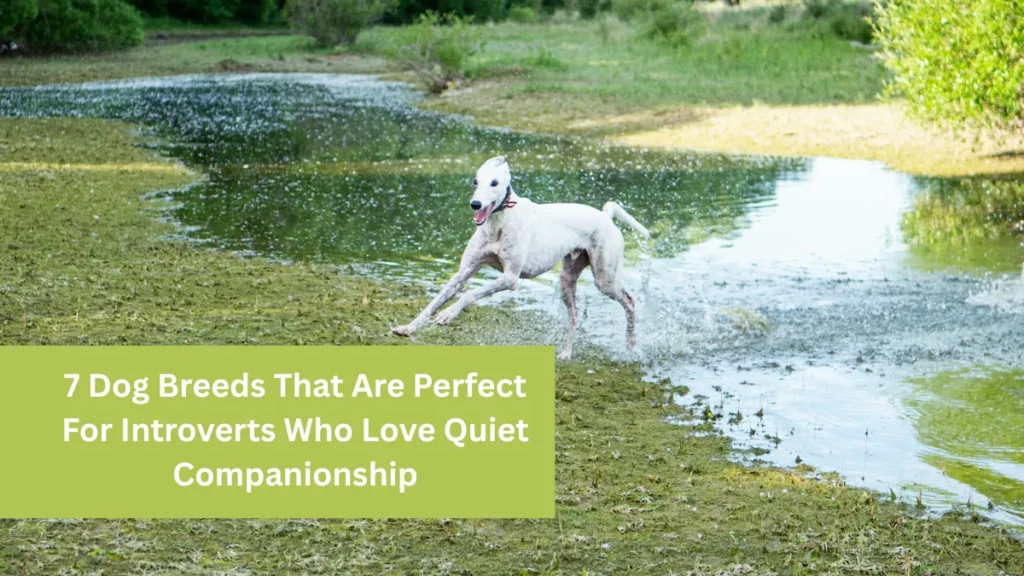7 Dog Breeds That Are Perfect For Introverts Who Love Quiet Companionship