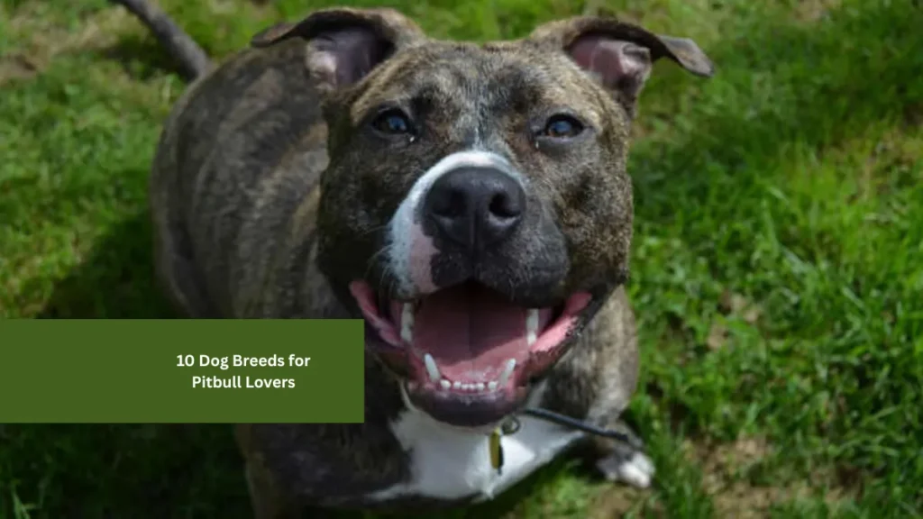 10 Dog Breeds for Pitbull Lovers