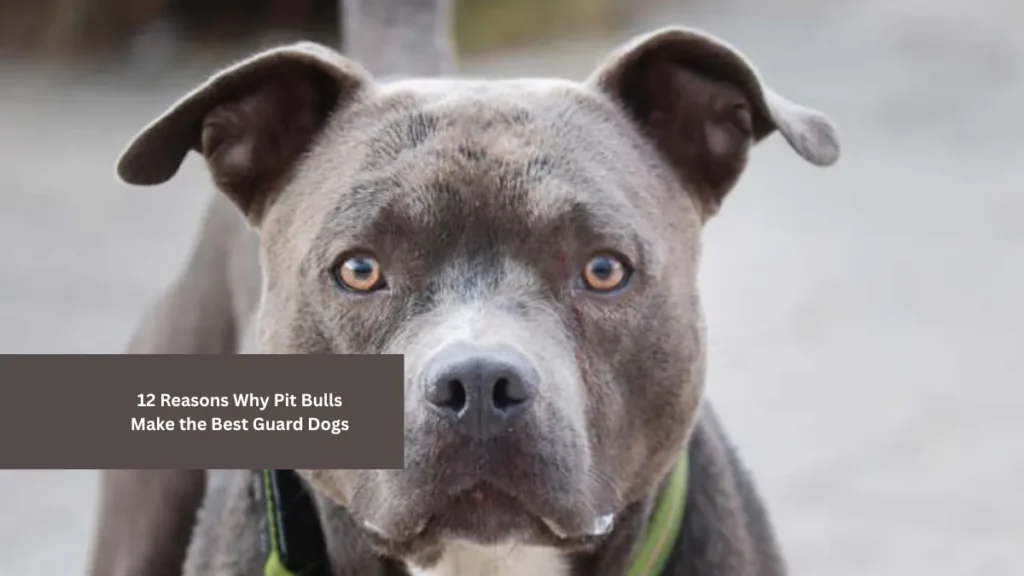 12 Reasons Why Pit Bulls Make the Best Guard Dogs