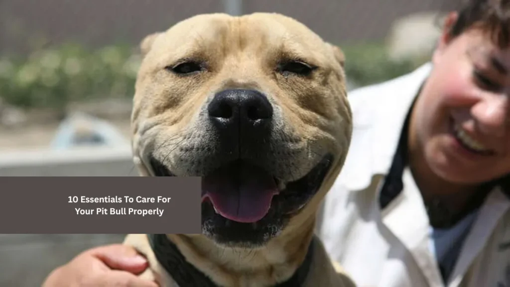 10 Essentials To Care For Your Pit Bull Properly