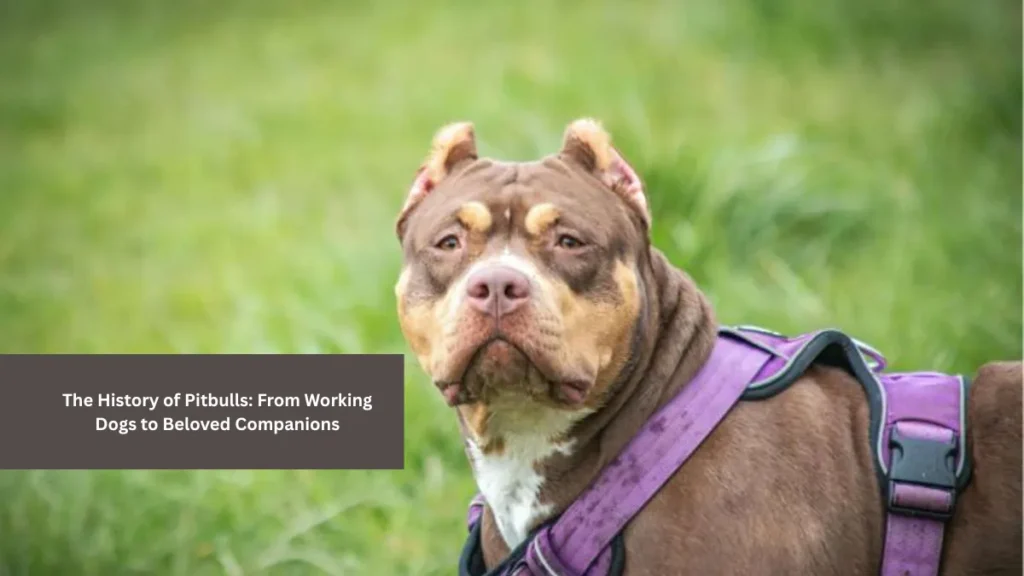 The History of Pitbulls: From Working Dogs to Beloved Companions