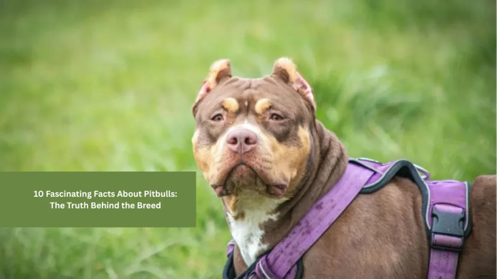 10 Fascinating Facts About Pitbulls: The Truth Behind the Breed