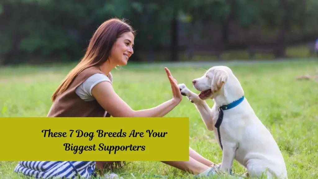 These 7 Dog Breeds Are Your Biggest Supporters