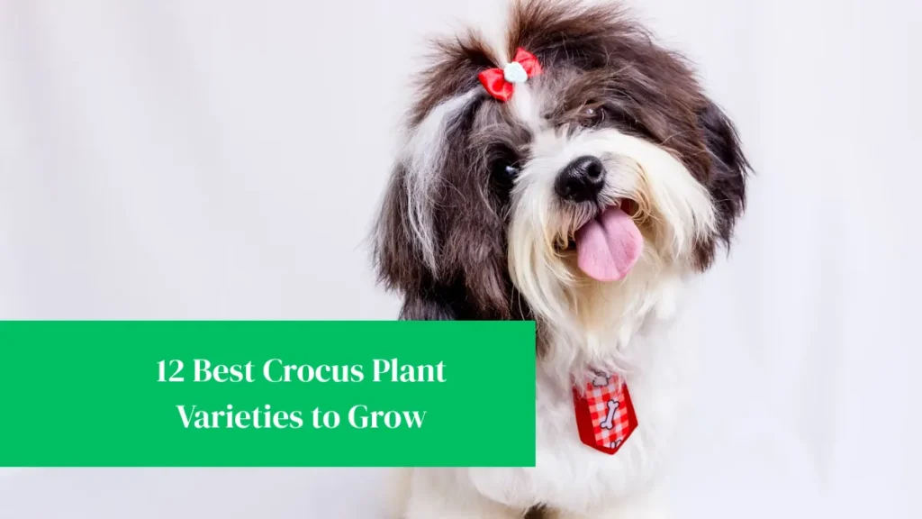 7 Small Dog Breeds Perfect for Those With Limited Space