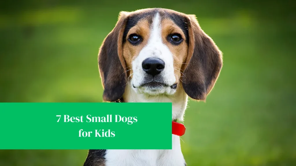 7 Best Small Dogs for Kids