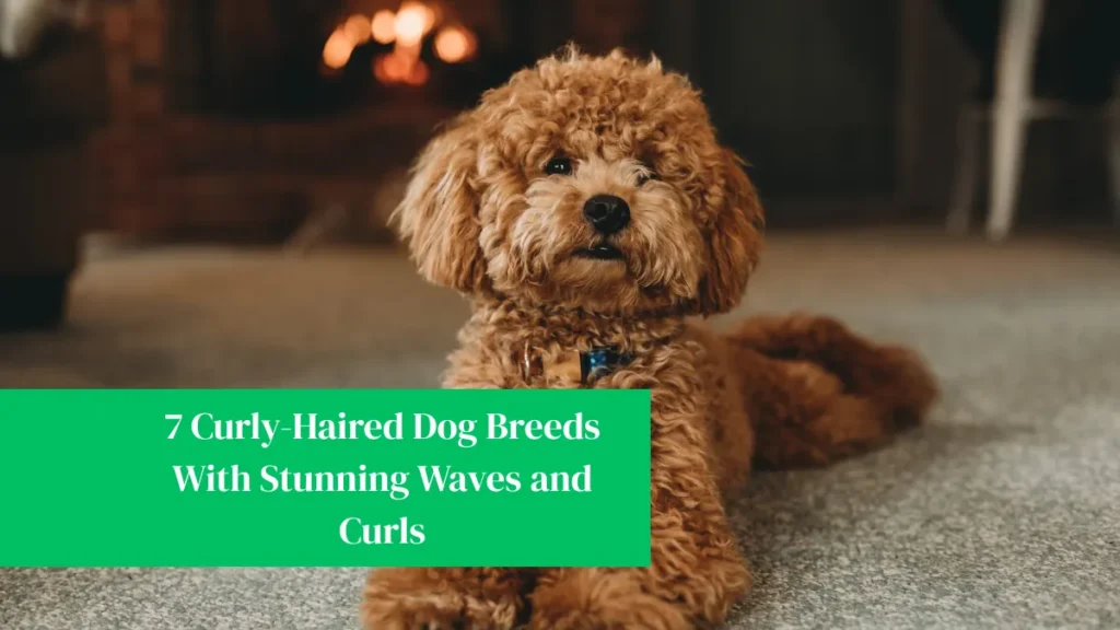 7 Curly-Haired Dog Breeds With Stunning Waves and Curls