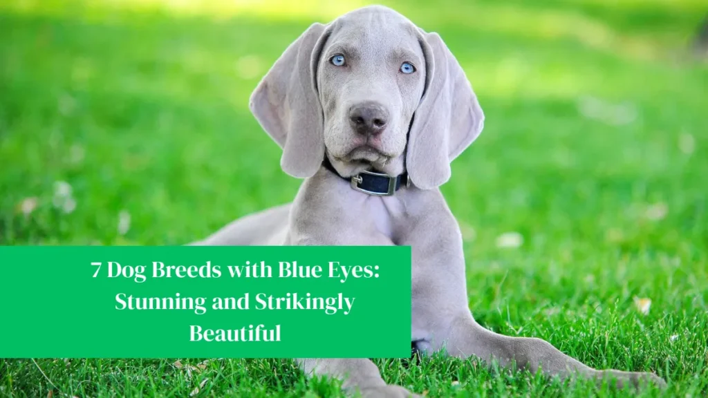 7 Dog Breeds with Blue Eyes: Stunning and Strikingly Beautiful