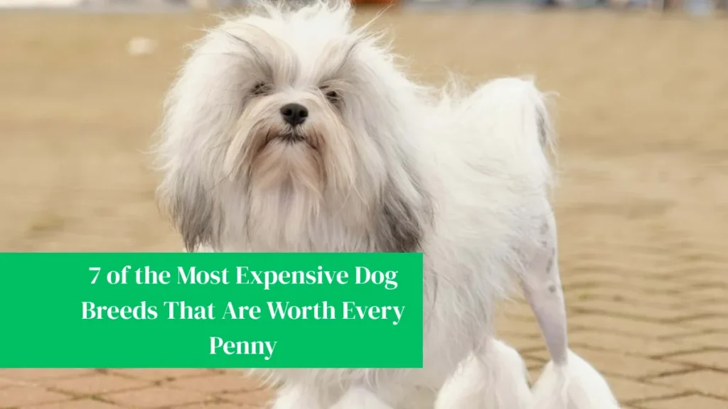 7 of the Most Expensive Dog Breeds That Are Worth Every Penny