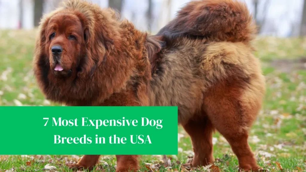 7 Most Expensive Dog Breeds in the USA
