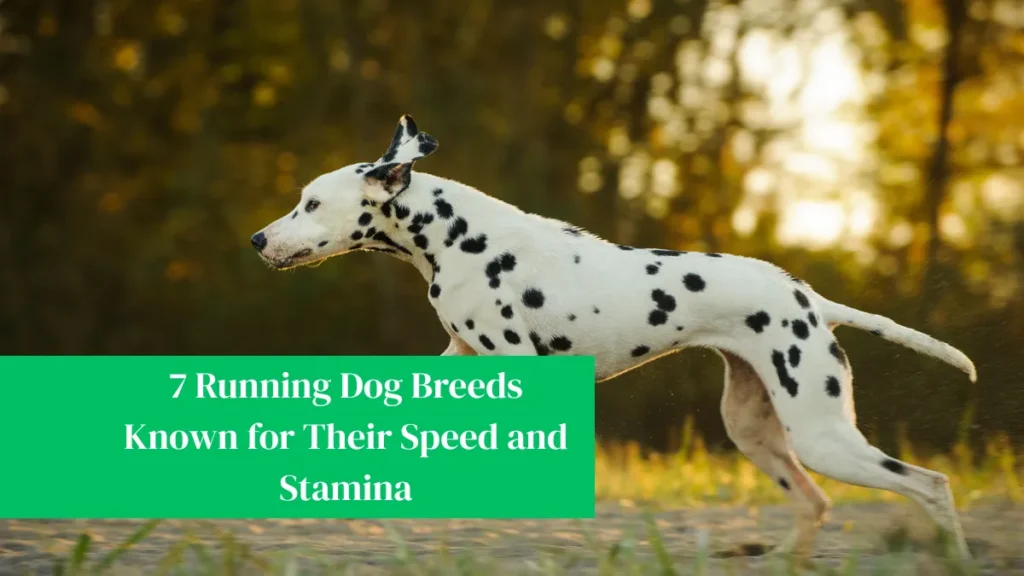 7 Running Dog Breeds Known for Their Speed and Stamina