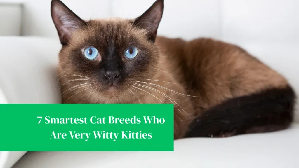 7 Smartest Cat Breeds Who Are Very Witty Kitties