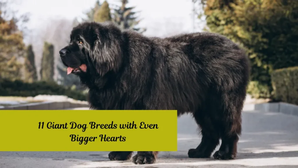 11 Giant Dog Breeds with Even Bigger Hearts