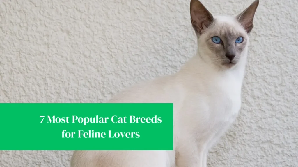 7 Most Popular Cat Breeds for Feline Lovers